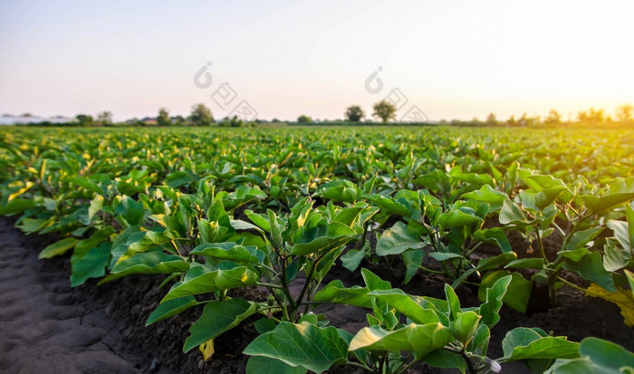 茄子种植园场agroindustry农业景观日益增长的蔬菜农学农业和农业综合企业农业补贴日益增长的和生产食物的农场蔬菜栽培