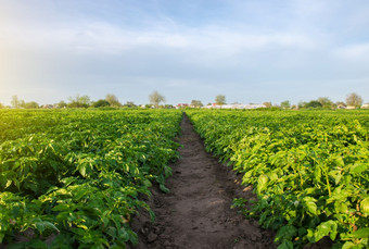 路径之间的行土豆灌木农场场日益增长的食物蔬菜蔬菜栽培农业农业开放地面agroindustry培养<strong>组织</strong>种植园的场