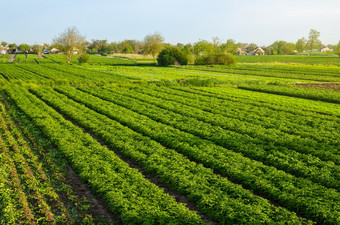 土豆种植园农场字段agroindustry和农业综合企业美丽的欧洲农村景观有机农业收获的第一个土豆种植农业和农业行业