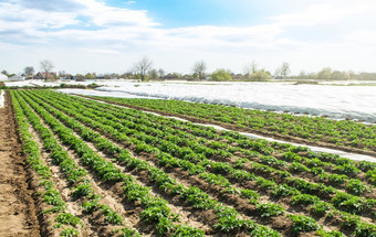 <strong>景观</strong>种植园场年轻的土豆灌木后浇水种植园肥沃的乌克兰黑色的土壤新鲜的绿色绿色agroindustry培养农场为日益增长的<strong>蔬菜</strong>