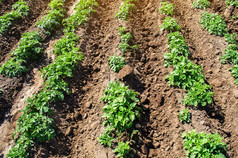 里维埃拉各种土豆灌木种植园农场农业文化场培养和哪收获晚些时候春天agroindustry和农业综合企业农业日益增长的食物蔬菜