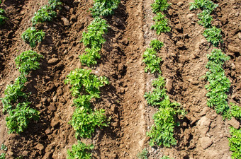 里维埃拉各种土豆灌木种植园农场农业文化场农业日益增长的食物蔬菜培养和哪收获晚些时候春天agroindustry和农业综合企业