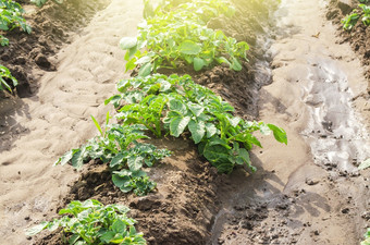 年轻的土豆灌木降落行农场场农业和作物蔬菜生产agroindustry和农业综合企业有机农业产品浇水化肥和害虫保护