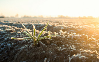 冻绿色叶子发芽洋葱冷淡的一天冻结作物收获死亡残余的过去的作物成长的春天不可预测的天气和全球不稳定的气候