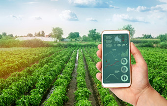 手持有智能手机与infographics的背景种植园甜蜜的保加利亚贝尔胡椒农业培养哪和收获农业产品为出售