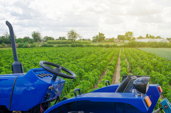 蓝色的拖拉机的背景的绿色场的保加利亚胡椒种植园农业和农业农业机械和设备工作的农场播种和收获