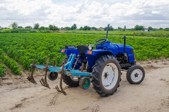 蓝色的拖拉机与cultivator犁和的绿色场的保加利亚胡椒种植园的背景农业农业农业机械和设备工作的农场收获