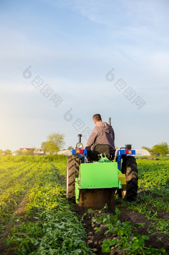 农民挖掘出土豆农场场收获第一个土豆早期春天农业和农田农业行业和农业综合企业收获机械化发展中国家