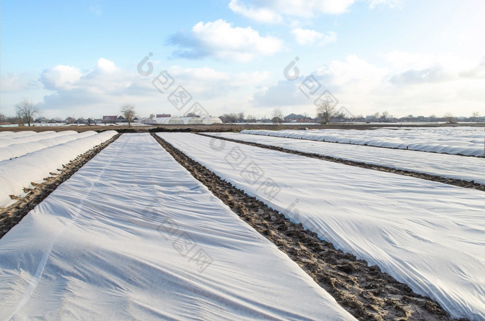 农场场覆盖与白色纺粘膜保护年轻的土豆灌木从低温度和不稳定天气得到早期收获土豆为出售和出口高价格