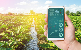 手持有移动电话与作物状态分析infographics质量控制创新现代技术农业收集数据预测改善收获质量互联网的事情