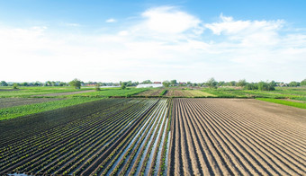 农村视图场植物与茄子好吧浇水系统日益增长的食物丰富的水资源为农业传统的农用工业农业土地和农业
