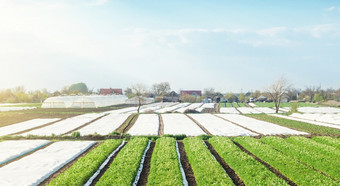 <strong>景观</strong>农田种植园覆盖与agrofiberagroindustry和农业综合企业有机农业产品欧洲农业行业日益增长的土豆<strong>蔬菜</strong>美丽的农村