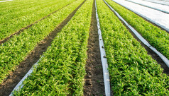 打开与下agrofiber种植园土豆灌木培养收获晚些时候春天日益增长的作物的农场agroindustry和农业综合企业农业日益增长的食物蔬菜