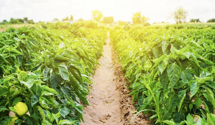 种植园甜蜜的保加利亚贝尔胡椒灌木农业和农业培养哪和收获农场为日益增长的蔬菜agroindustry新鲜的绿色绿色植物日益增长的农学