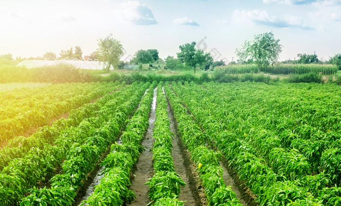 红辣椒胡椒种植园场后雨农业农业日益增长的蔬菜的农业行业有机食物产品农田新鲜的绿色绿色植物日益增长的农学
