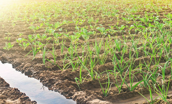 浇水的种植园韭菜和年轻的卷心菜农场农业场agroindustry和农业综合企业日益增长的有机生态食物产品蔬菜哪和培养农业