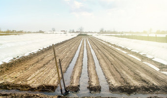 浇水行胡萝卜种植园开放道路重丰富的灌溉后播种种子滋润土壤和刺激增长农业农业综合企业农田新农业种植季节