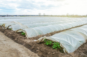 温室隧道行土豆种植园覆盖与塑料电影保护从霜农业技术减少的风险冻伤和风化作物加速植物增长