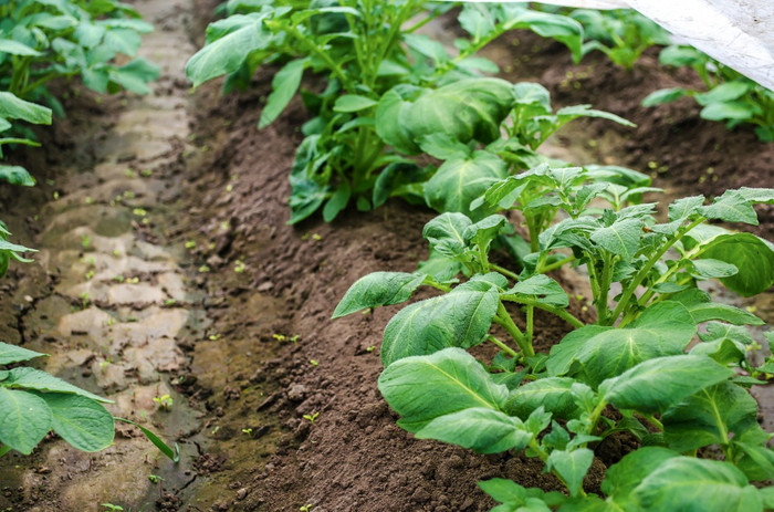 行年轻的灌木土豆种植园后浇水灌溉agroindustry农业综合企业日益增长的食物蔬菜日益增长的土豆塑料包装隧道早期春天温室效果