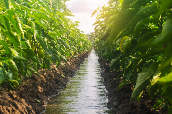 行胡椒种植园划分灌溉水通道传统的方法浇水的字段美丽的农场场农业和农业培养哪的胡椒种植园