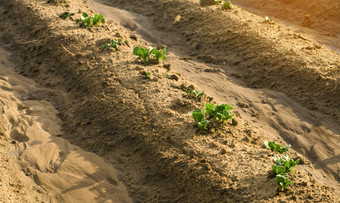 年轻的豆芽土豆使道路从下的地球开始作物增长<strong>种植</strong>土豆<strong>种植</strong>园有爱心的为植物保护从害虫和疾病农业综合企业农业农业