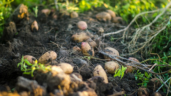 散射新鲜挖土豆的表面后的收获过程园艺和农业新鲜的有机蔬菜生态农业食物产品新鲜和纯度