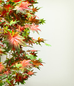 红色的彩色的人工枫木叶子而且明亮的墙的背景