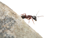 好奇的蚂蚁小岩石非常短景深效果