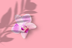 特写镜头粉红色的兰花花兰花孤立的粉红色的背景