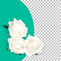 前视图孤立的白色玫瑰与树叶