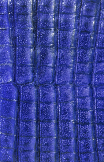 背景从蓝色的鳄鱼皮革