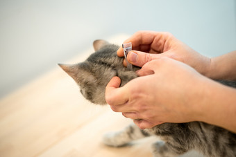 女兽医医生使用anti-flea滴治疗灰色猫女兽医医生使用anti-flea滴治疗猫
