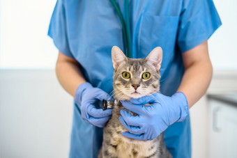 女兽医医生检查灰色猫与听诊器女兽医医生检查猫与听诊器