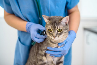 女兽医医生检查灰色猫与听诊器女兽医医生检查猫与听诊器