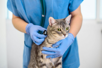 女兽医医生检查灰色猫与听诊器女兽医医生检查猫与听诊器