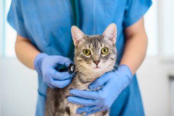 女兽医医生检查灰色猫与听诊器女兽医医生检查猫与听诊器