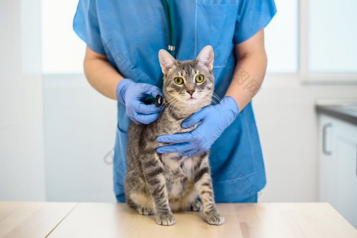 女兽医医生检查灰色猫与听诊器女兽医医生检查猫与听诊器