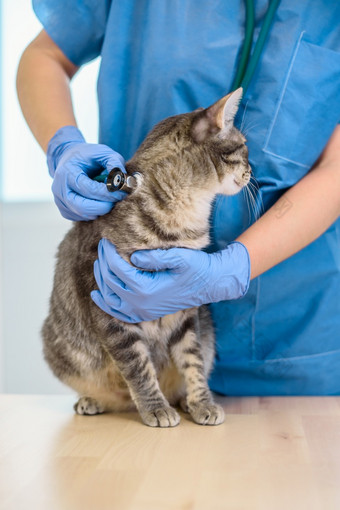 女兽医医生检查灰色猫与听诊器女兽医医生检查猫与听诊器