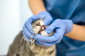 兽医医生检查的牙齿灰色猫兽医医生检查的牙齿猫