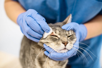 兽医医生清洁的皮肤灰色猫兽医医生消毒的皮肤猫