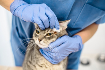 兽医医生清洁的皮肤灰色猫兽医医生消毒的皮肤猫