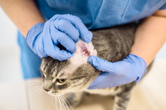 兽医医生检查的耳朵感染灰色猫兽医医生检查的耳朵猫