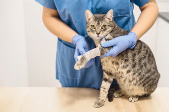 兽医医生用绷带包扎的<strong>受伤</strong>的腿灰色猫兽医医生用绷带包扎的<strong>受伤</strong>的腿猫