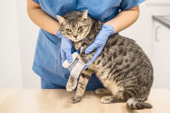 兽医医生用绷带包扎的受伤的腿灰色猫兽医医生用绷带包扎的受伤的腿猫