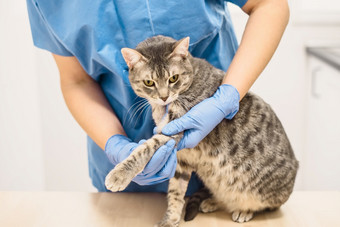 兽医医生检查的受伤的腿灰色猫兽医医生检查的受伤的腿猫