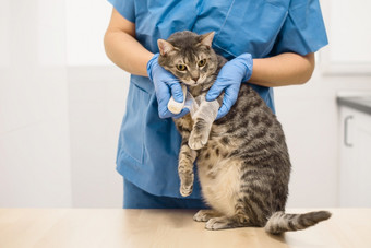 兽医医生用绷带包扎的受伤的腿灰色猫兽医医生用绷带包扎的受伤的腿猫