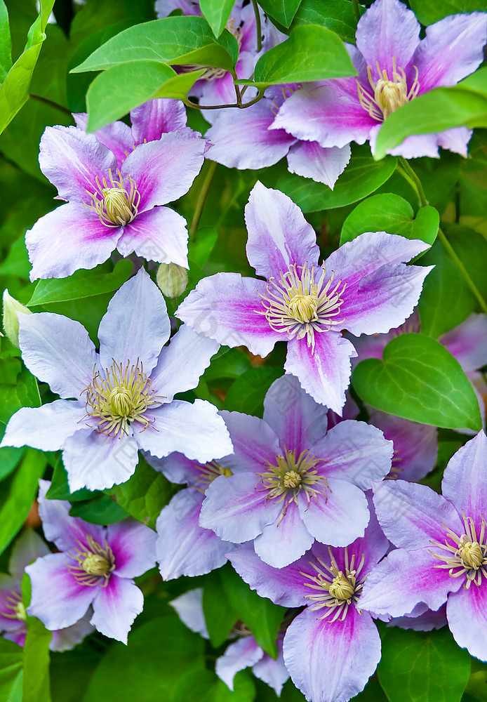 紫色的铁线莲花自然背景紫色的铁线莲花自然