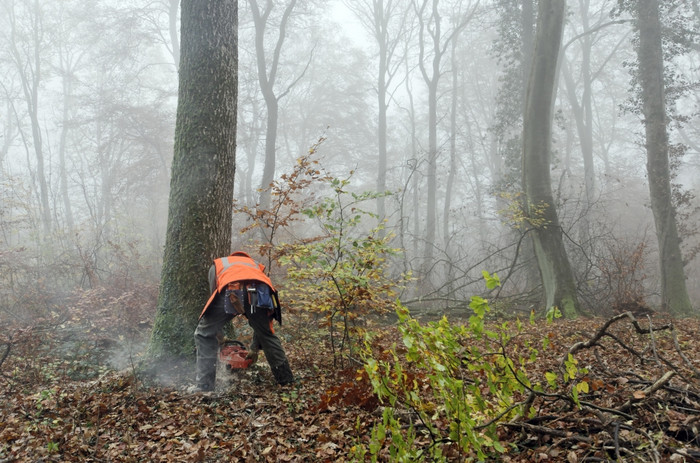 伐木工人工作有雾的森林图片