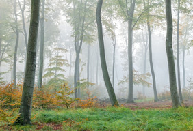 有雾的的森林