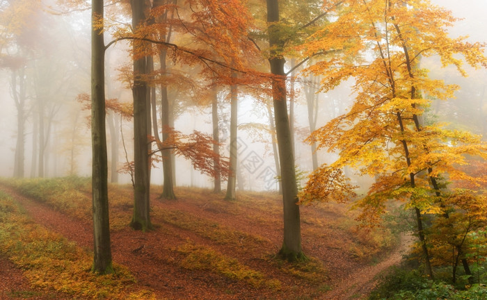 有雾的森林秋天季节图片